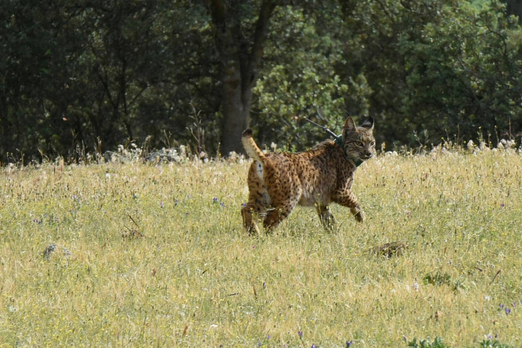 lince